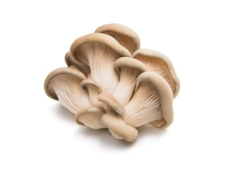 Oyster Mushroom 500 gr